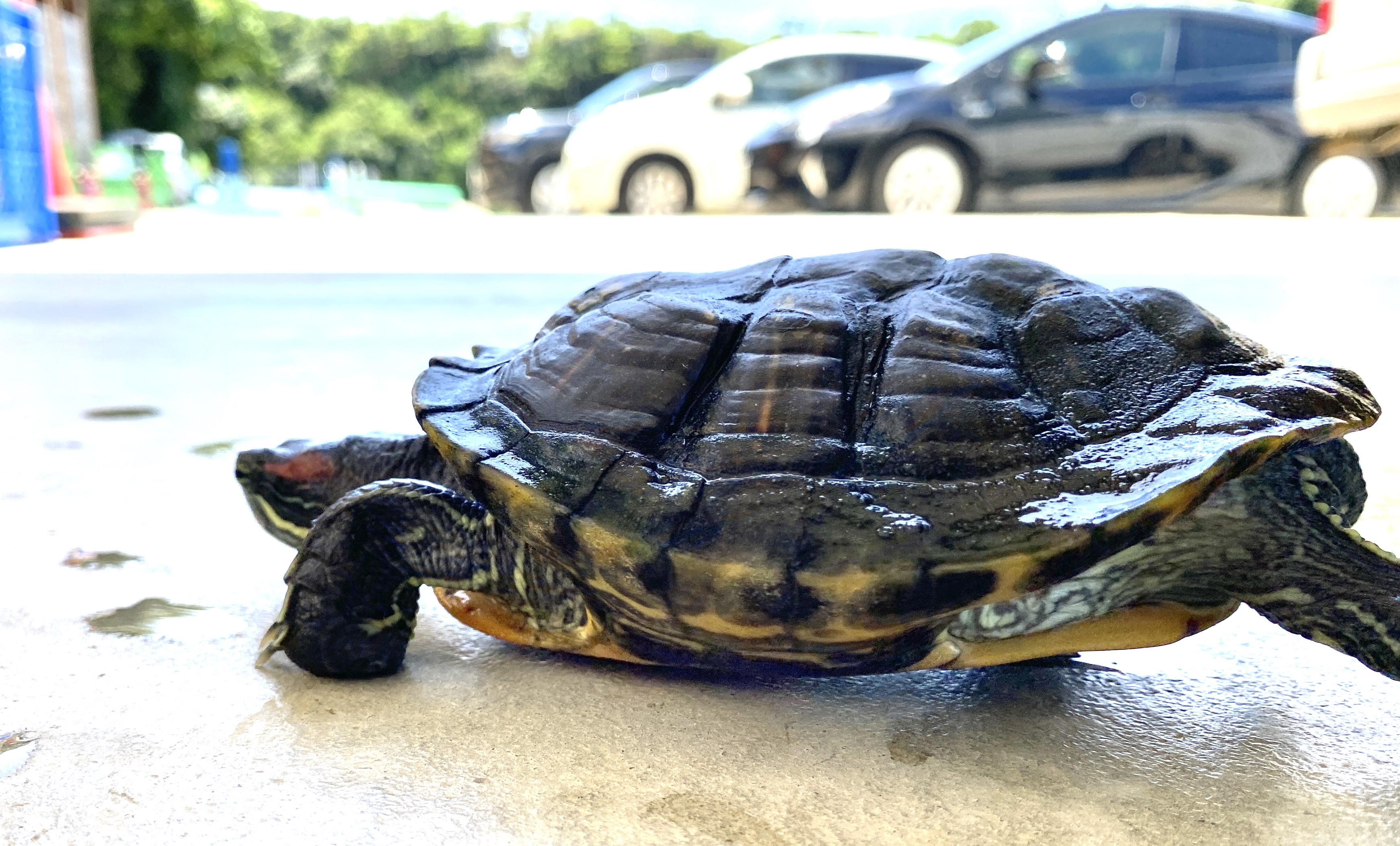 比謝川で太陽を満喫する生き物たち01