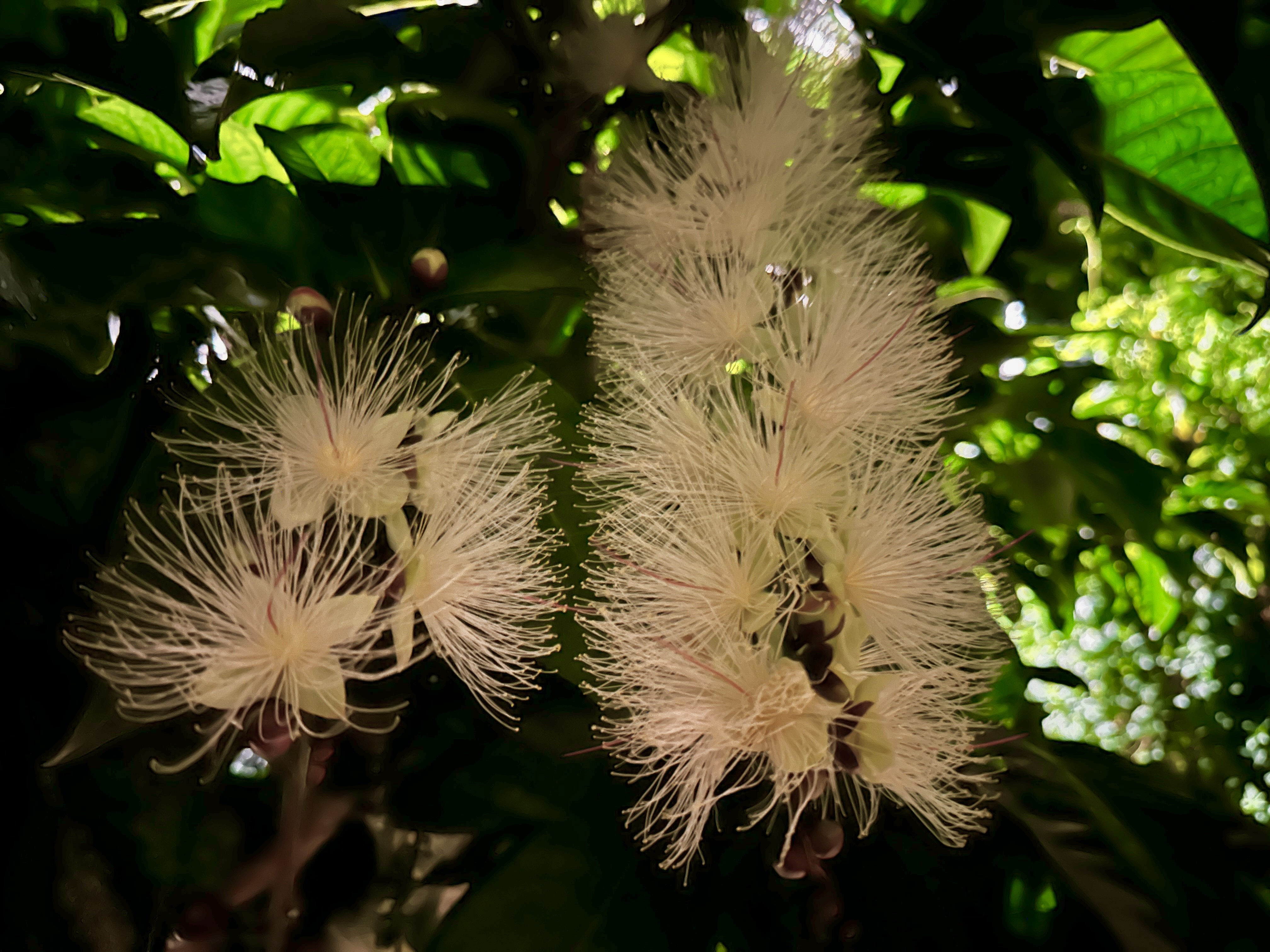  比謝川のほとりで咲く：一夜で散る幻の花「サガリバナ」02