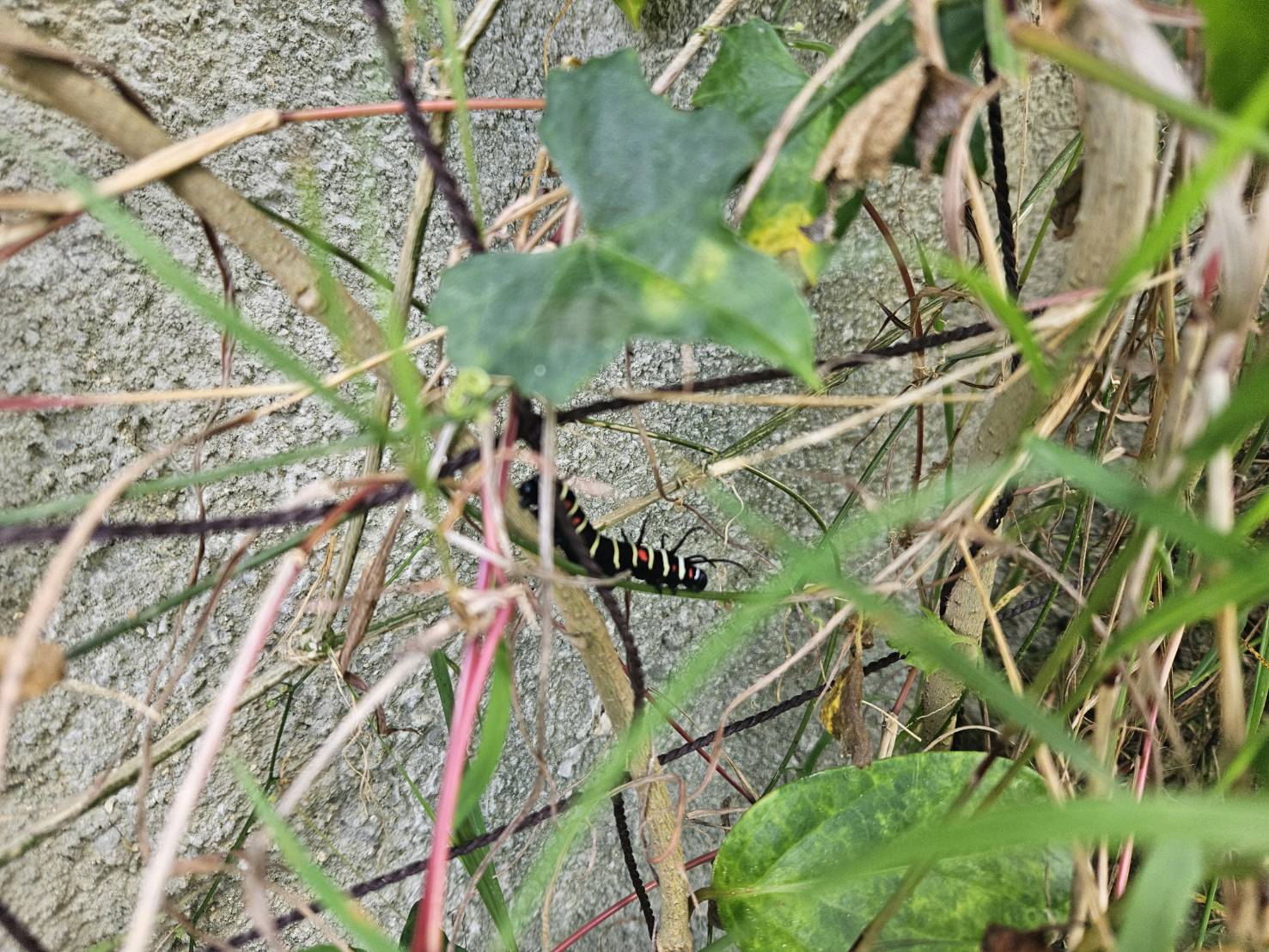 オオゴマダラ_嘉手納町比謝川自然体験センター061101