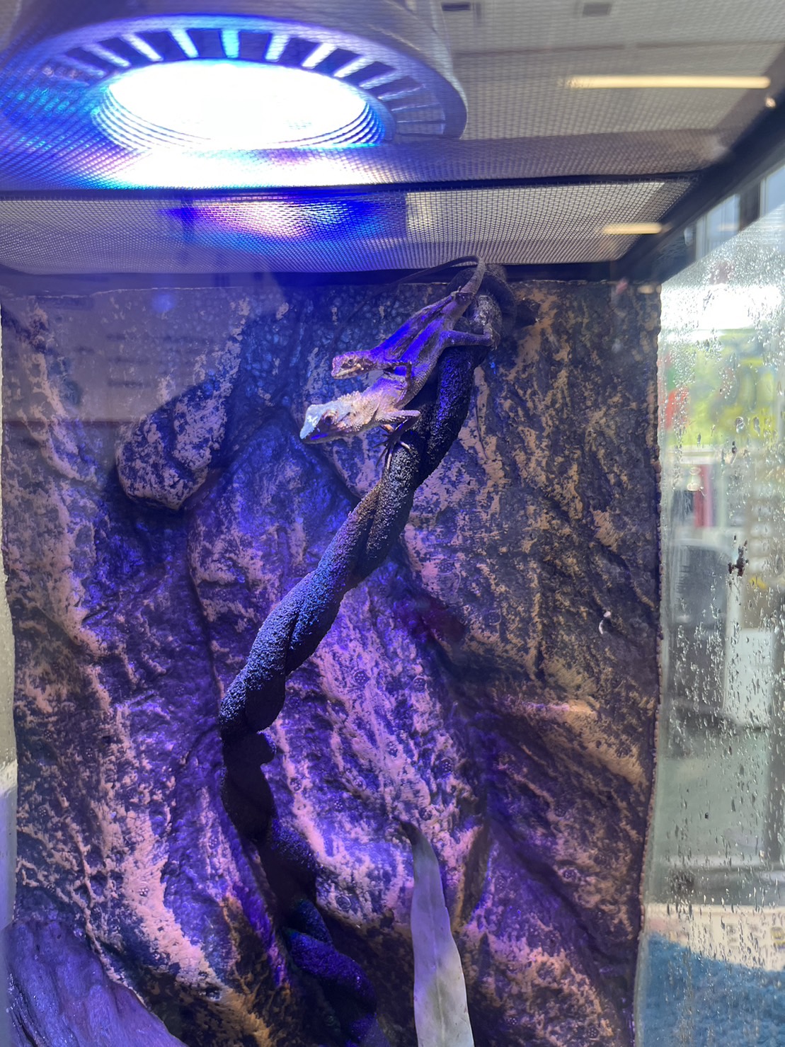 オキナワキノボリトカゲ