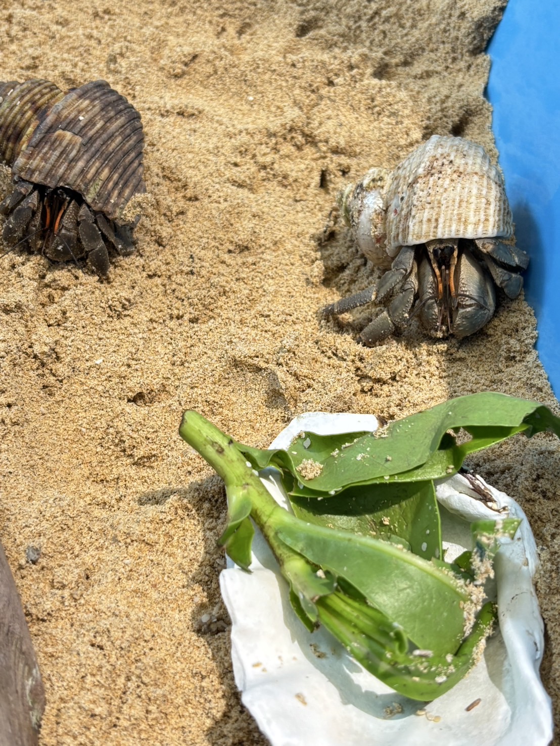 オカヤドカリ01_比謝川自然体験センター