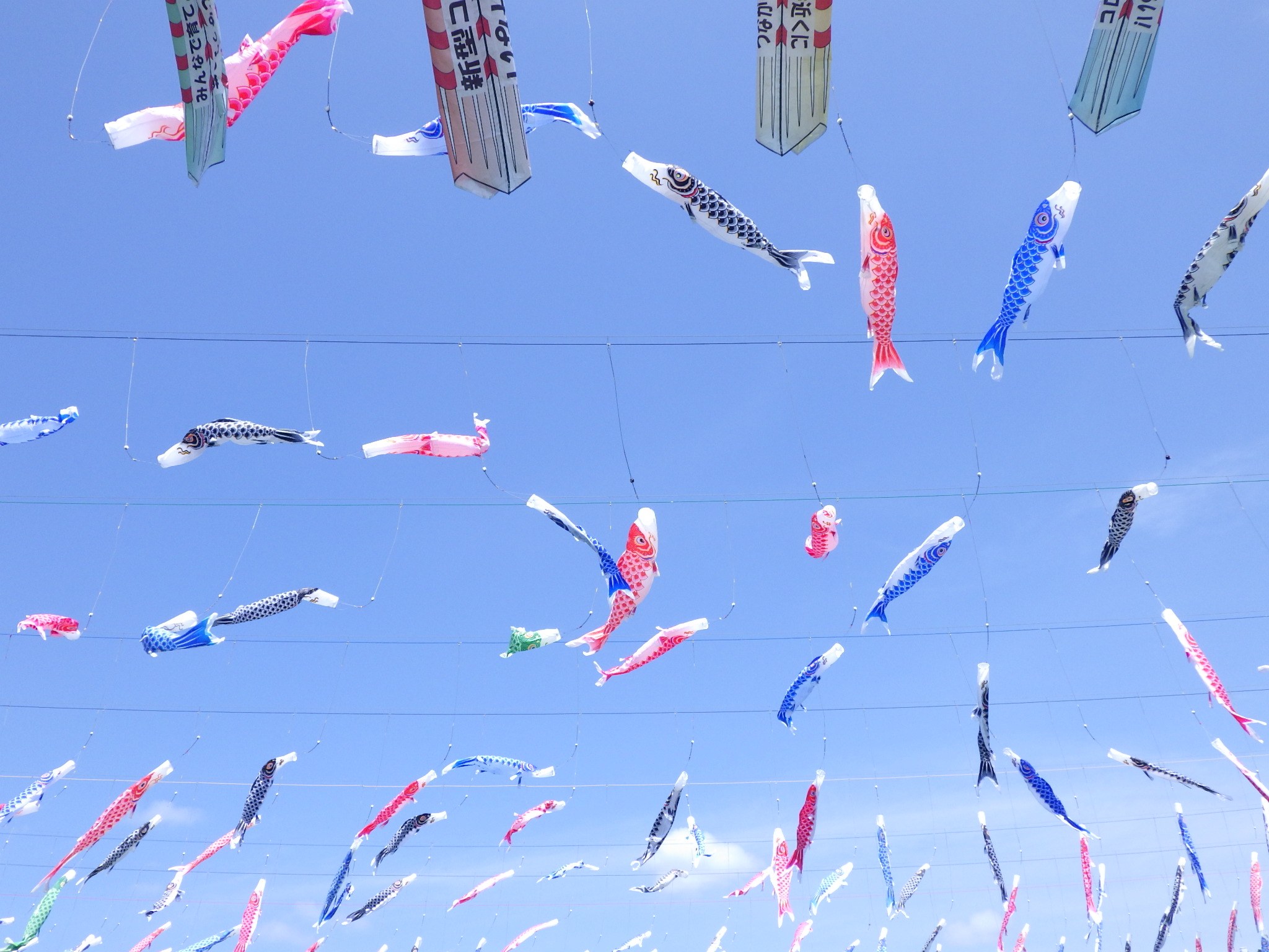 LINE_ALBUM_20250429鯉のぼりクルーズ_250430_6