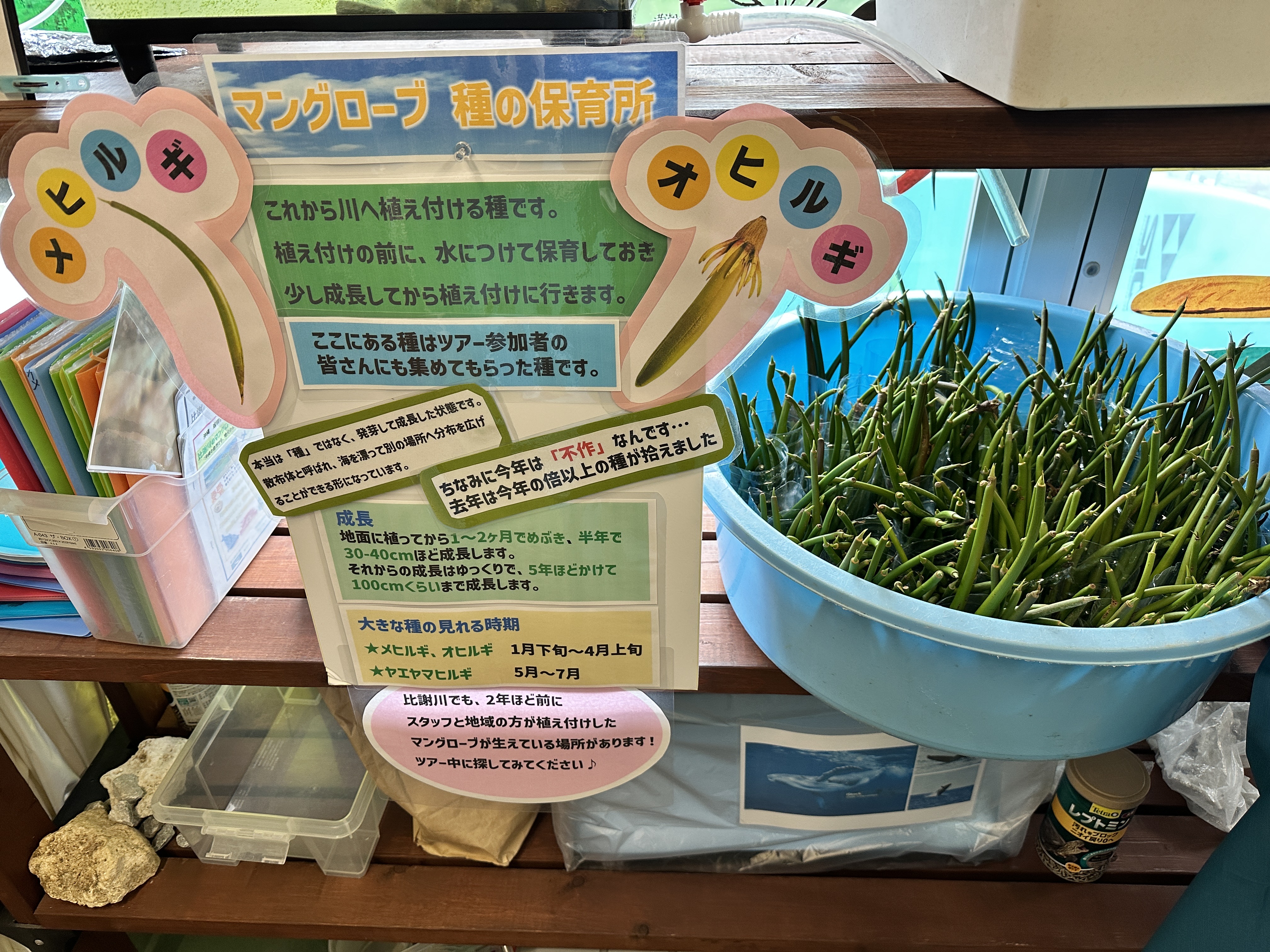 マングローブ種保育園