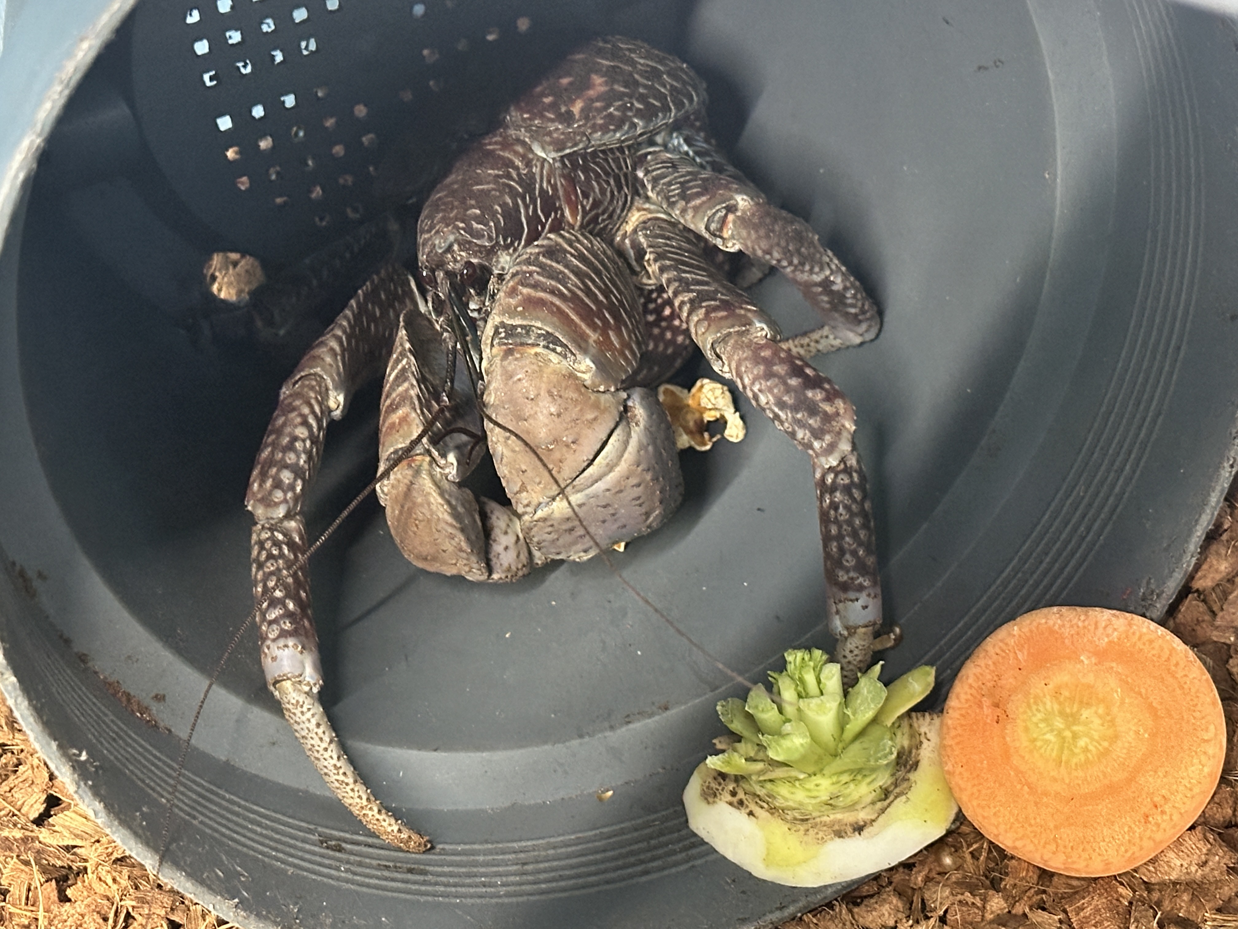 ヤシガニ食事_比謝川自然体験センター