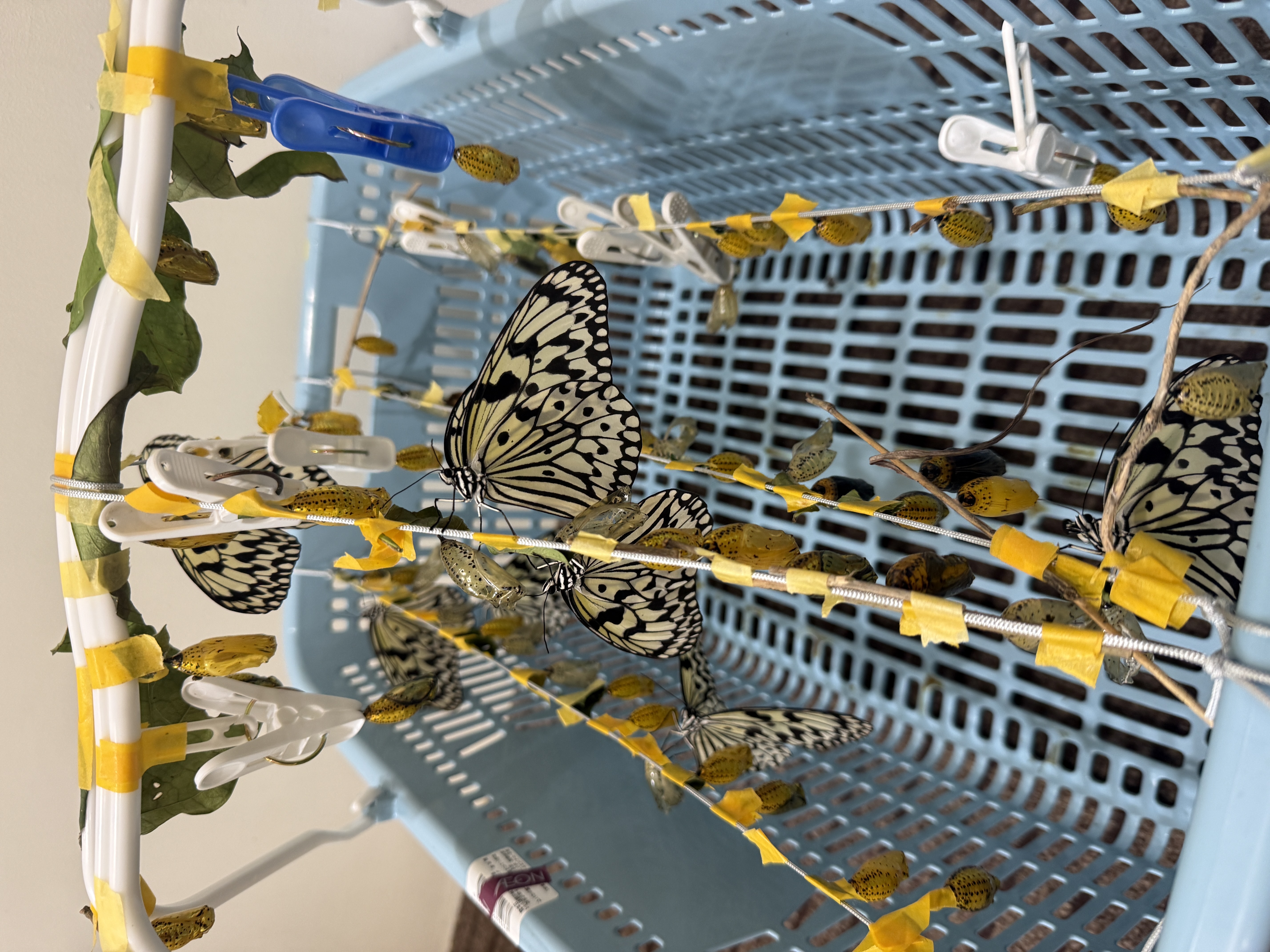 台風避難オオゴマダラ02 台風避難オオゴマダラ02